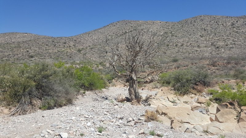 Large dead tree in the wash.