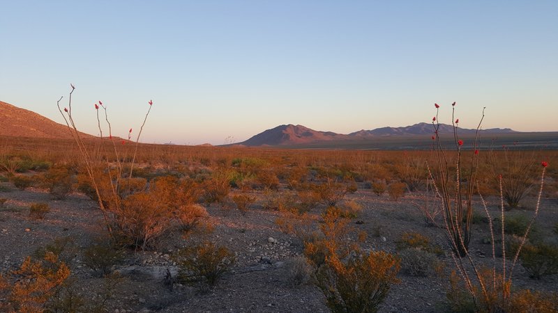 Sunrise and blooming ocatillo.