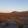 Sunrise and blooming ocatillo.