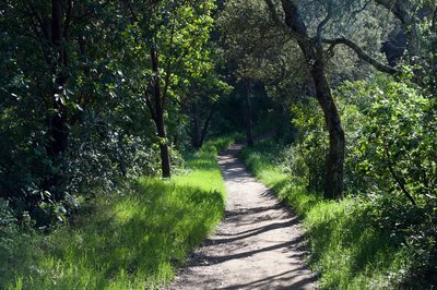The trail is level through this section before it starts climbing deeper into the woods.