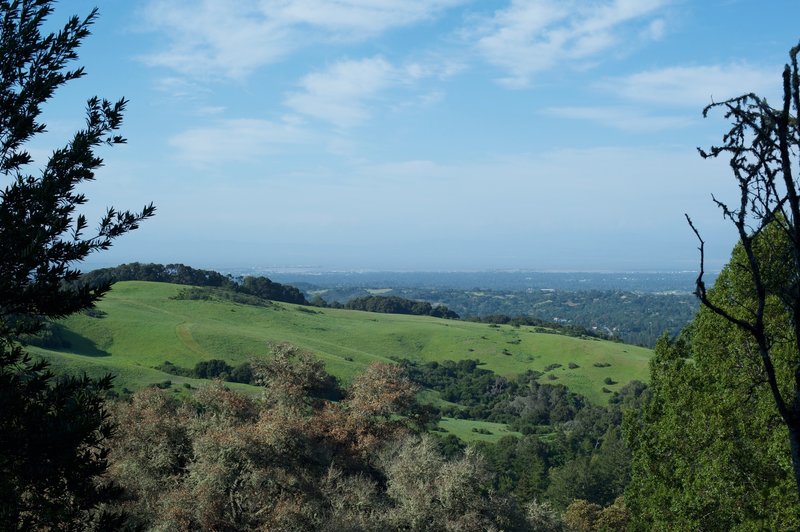 Views of the bay area and hills through the trees.