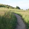 Flowers bloom in the tall grass as the trail makes its way to the Anniversary Trail.