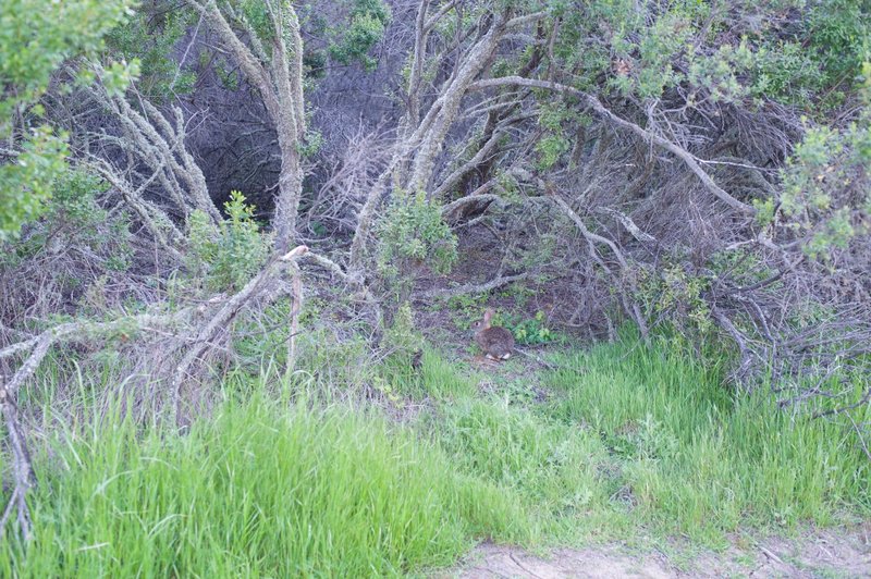 A rabbit sits beside the trail after having its evening meal interrupted.