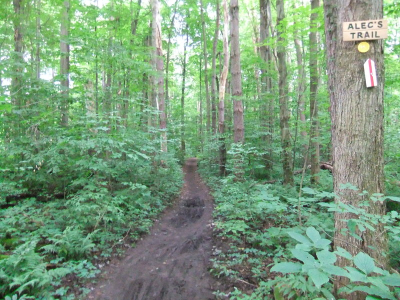 Start of the 5K singletrack; end of the 10k singletrack.