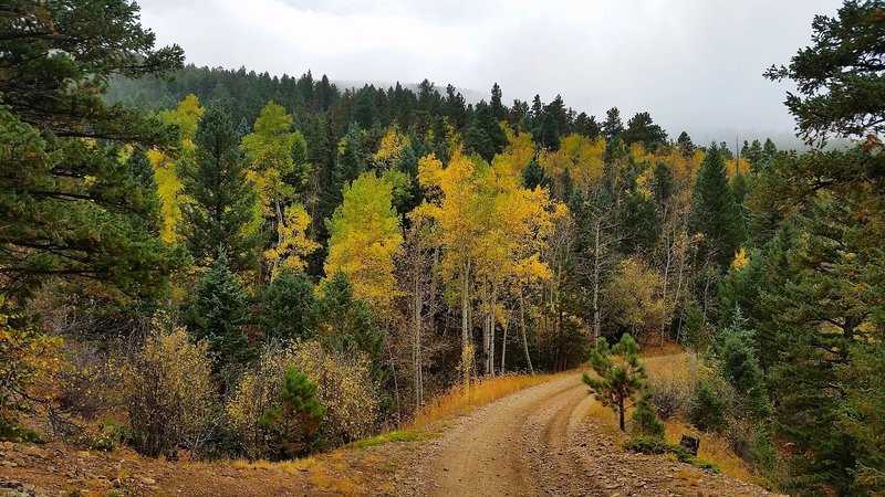 The aspens starting to change along Switzerland Trail.