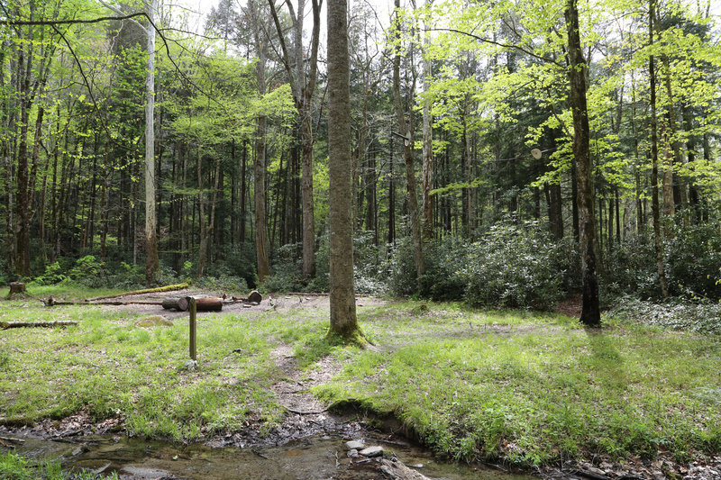 Backcountry Camp 24, RoughCreek. Directly next to the trail on the South side.