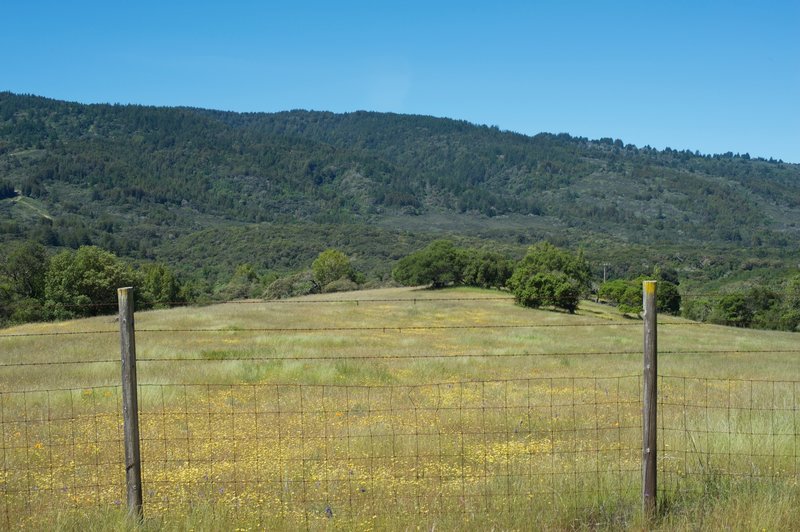 Wildflowers, including California Poppies, can be seen along the trail.