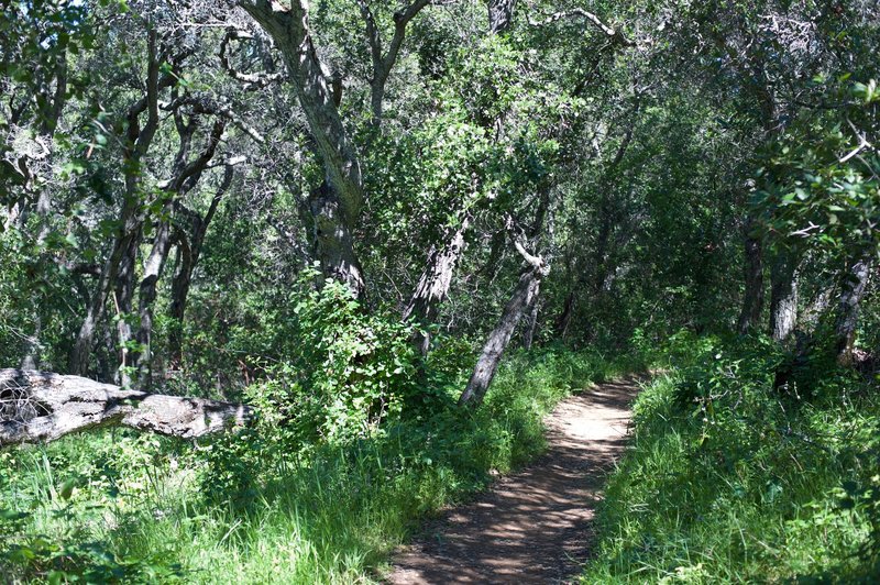 The trail enters the woods and the shade is welcome.