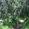 The trail enters the woods and the shade is welcome.