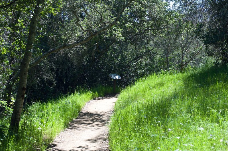 A couple of placards sit beside the trail and provide information on the flora and fauna found in the preserve.