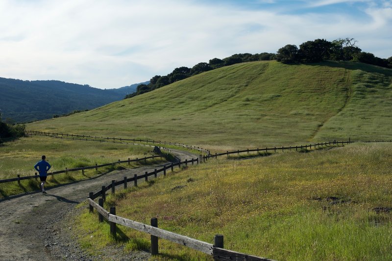 The sunset trail as it winds its way through the fields in the preserve.  Wildflowers bloom in the fields in the spring, and animals feed in the fields in the evenings.