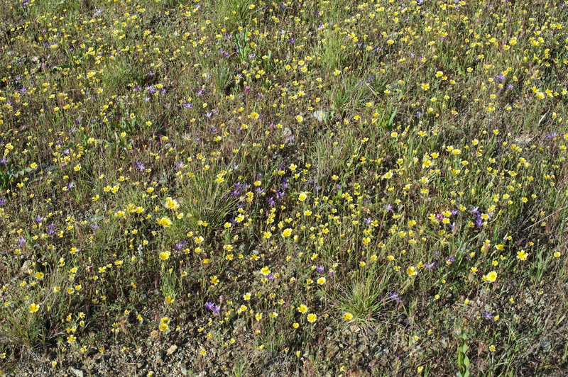 Several varieties of wildflowers can be seen in the spring alongside the trail.