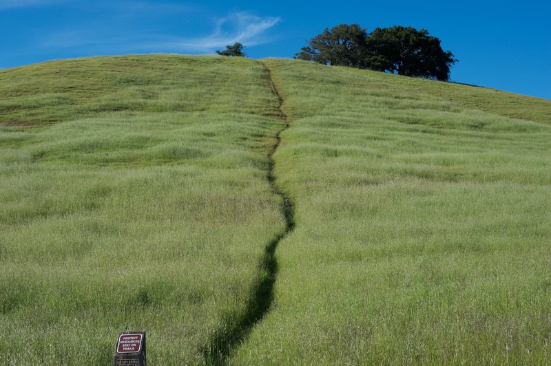 Even though it looks like a trail to the terminus of the Ridgeview Trail, you should not take this trail as it is a shortcut through the field.