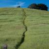 Even though it looks like a trail to the terminus of the Ridgeview Trail, you should not take this trail as it is a shortcut through the field.