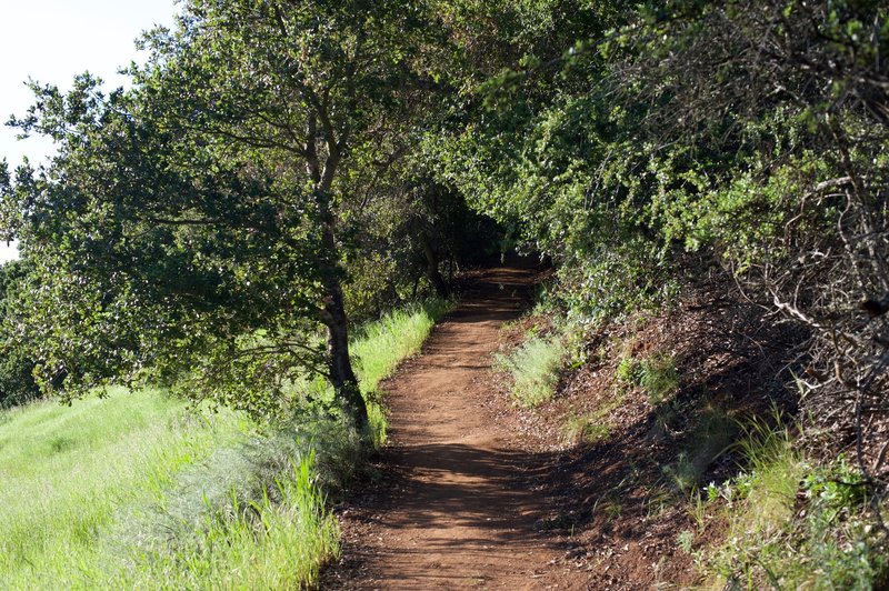 The Franciscan Trail ascends into the woods from its junction with the Ridgeview Trail.