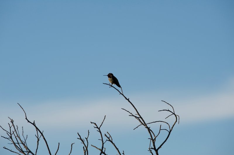 A hummingbird rests in the evening alongside the trail.
