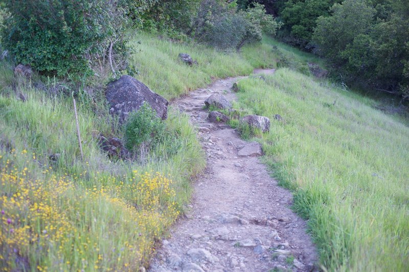 The trail gets noticeably rougher in this section.  Its hard on ankles as the trail moves uphill.