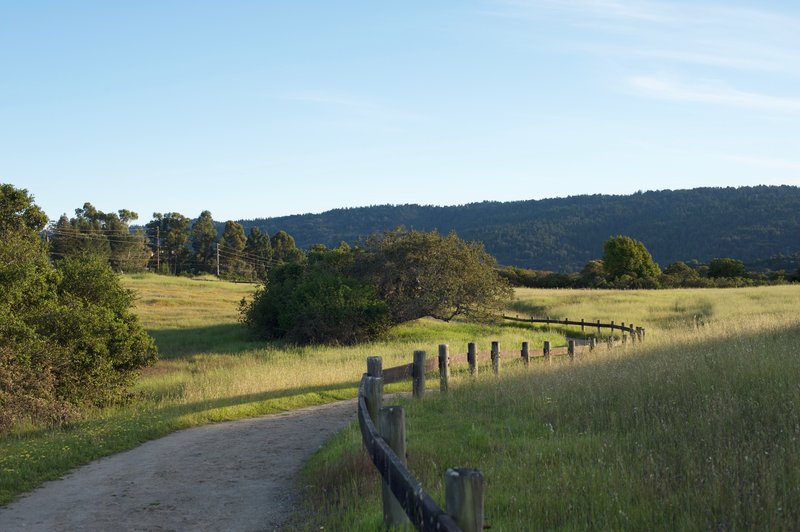 The trail levels out as it approaches the Sunset Trail.   Animals feed alongside the trail in the evening.