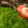 Mushrooms along the Brown Mountain Trail.