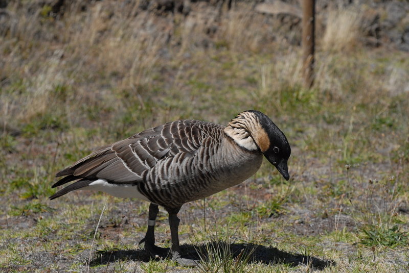 Nene hanging out near the parking area.