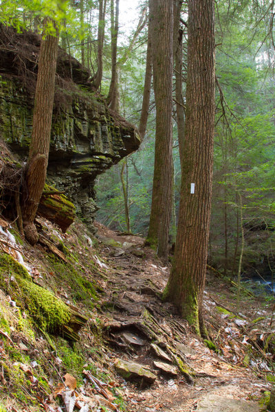 Fiery Gizzard Trail in Grundy Forest State Natural Area