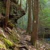 Fiery Gizzard Trail in Grundy Forest State Natural Area