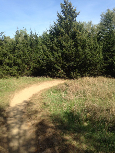 A little open area before dropping back into the trees.