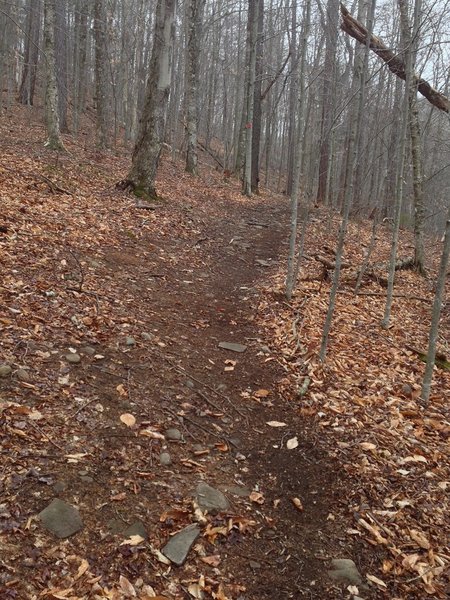 Mine Hollow singletrack.