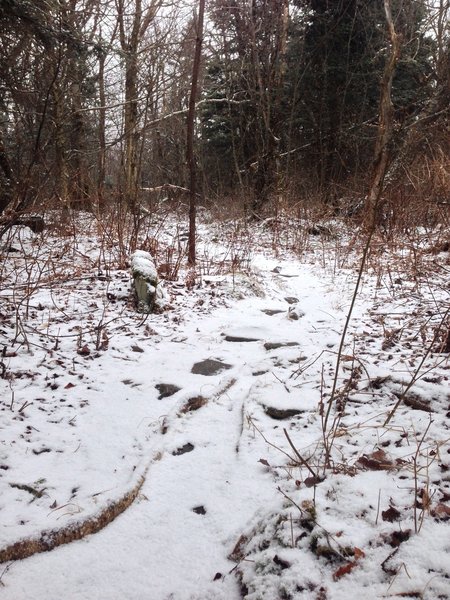 Snowy summit on Balsam Mountain.