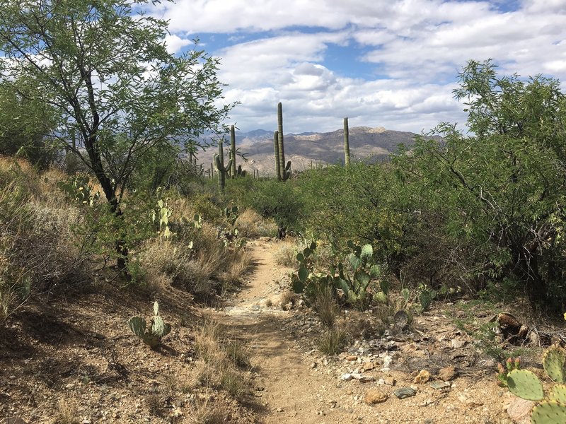 Great day for a hike. Taking a look back North towards Aqua Caliente Peak in the foreground and the Catalina Mountains just before the climb up to Three Tank Trails junction.