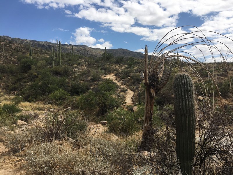 The trail after the 5 trail junction, starting a slow ascent up towards the Three Tank Trail Junction. Saguaros, as majestic as they are, also have an intriguing beauty to them in at the end of their lifespan.