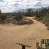 Intersection of Wildhorse, Garwood, Bajada Vista Trails. Trails are really well signed, just follow the arrows. A lot of life in the desert with the Prickly Pear, Cholla, Brittle Brush, Creosote, Palo Verde and Mesquite Trees all blossoming. The western end of the Catalina Mountains in the distance.