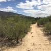 Lots of Creosote and sandy footing with the Horse and hiking traffic. Tanque Verde Ridge is in the distance.