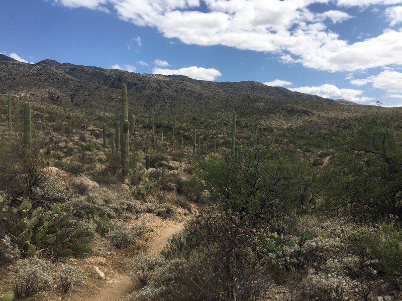 Heading down, even though I'm going up still, to the Carillio junction then about another .3 miles to the Trails end. You can see as you begin climbing the vegetation starts to change a bit. Still Saguaros but starting to thin out. More Brittle Brush, Ocotillo, Teddy Bear Cholla and grasses.