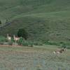 Pronghorn antelope near Rescue Creek Trail.