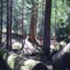 A larger (group style) campsite along the northwest side of the lake, prior to Lena Creek