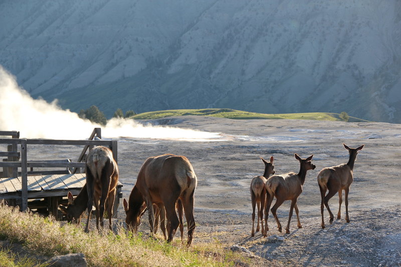 It's a treat to see elk so close to the boardwalk!