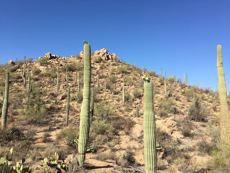 View of Saguaros from Will Dog Trail