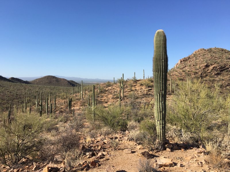 Looking out over the desert from the end of the Valley View trail.