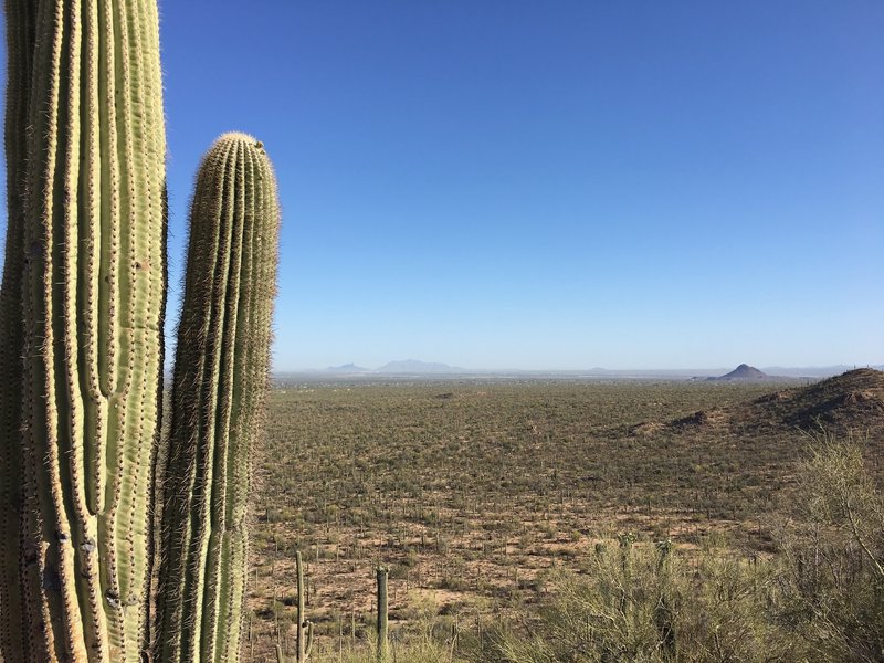 Looking out over the fragile Sonoran Desert. Picacho Peak is in the distance.
