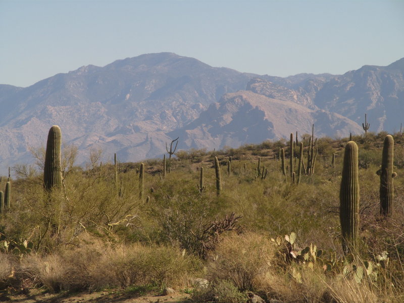 High Mountain Cliffs Contrasting With Saguaro Cacti In Saguaro National Park with permission from David Cure-Hryciuk