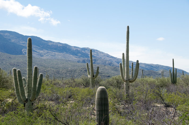 The giant Saguaro, seen right off trail.