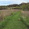 Woods give way to grassland