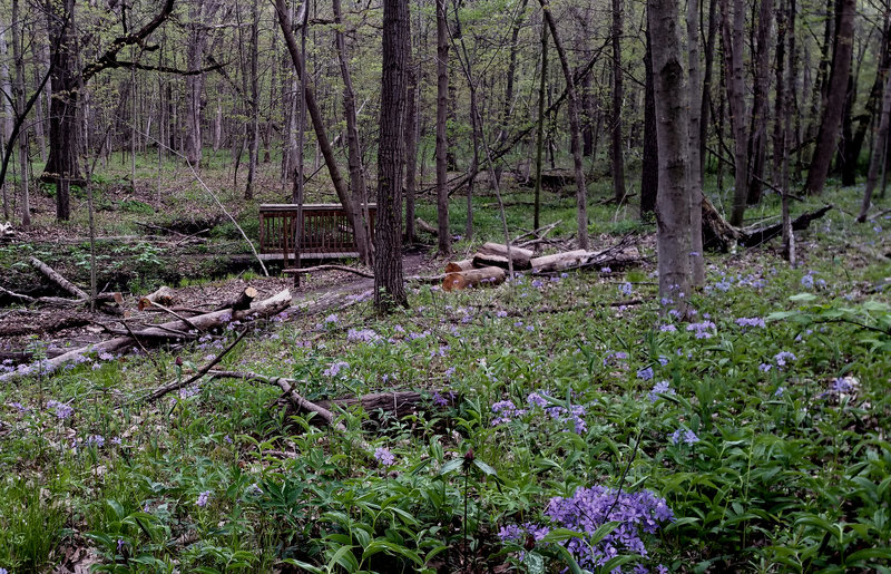 One of several bridges over small creeks along the trail