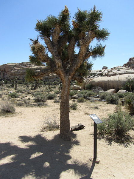 The ubiquitous Joshua Tree, and just incase you did not know what it was, there is a sign.