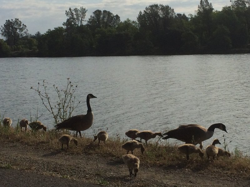 Spring means baby geese, turkeys, ducks, and deer.