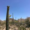 Photo taken in May as Saguaro Cacti are starting to bloom.