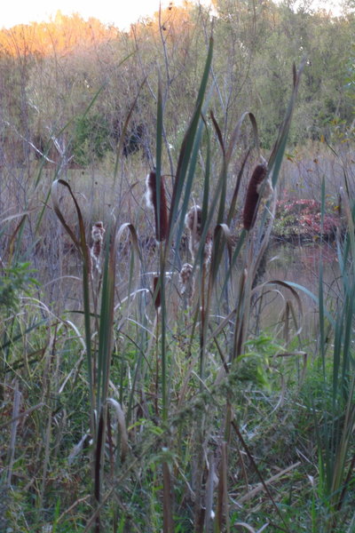 Cattails on Basset Creek Park Pond.