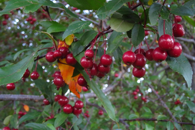 Berries.