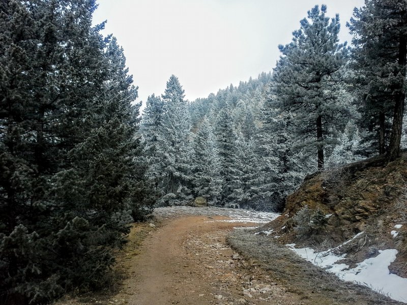 Snow dusted pine forests surround Chapman Road trail in the winter.